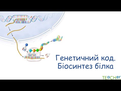 Видео: Генетичний код. Біосинтез білка