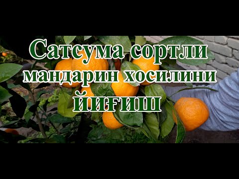 Видео: Сатсума сортли мандарин хосилини йиғиш.Сбор урожая мандарины(Сатсума)
