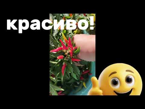 Видео: Наипростейшие заготовочки🌶️🧄#дача#сад#еда#растения