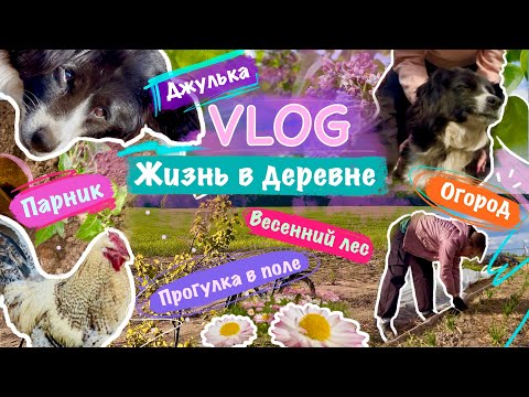 Видео: Влог о деревенской жизни. Прогулка в поле, весенний лес, работа в огороде. Природа Беларуси💚