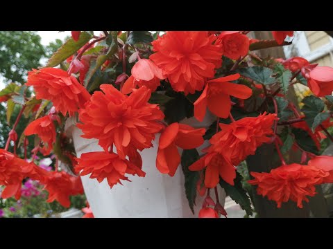 Видео: Ампельная БЕГОНИЯ, декабрь, время черенковать) от А до Я, все в одном видео, наглядно