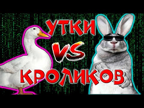 Видео: Утки или кролики / Кто круче?