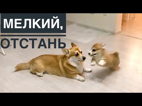 Видео: Бешенные игры двух корги / СЭДДИ СДЕЛАЛ ШАЛАШ / Таффи сделали прививку