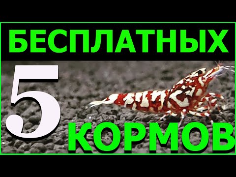 Видео: 5 ДЕШЕВЫХ И БЕСПЛАТНЫХ КОРМОВ ДЛЯ АКВАРИУМНЫХ КРЕВЕТОК.КОРМ ДЛЯ КРЕВЕТОК.