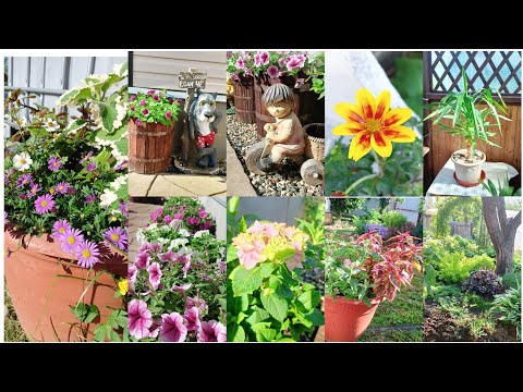 Видео: Вот и лето пришло. Небольшая прогулка по саду. Додекатеон. Подготовила беседку для переезда цветов.