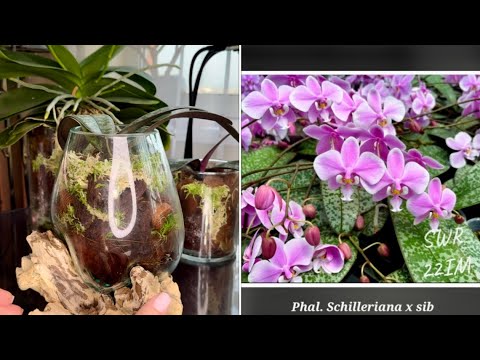 Видео: Полив Орхидей в закрытой системе ( ЗС ) посадки , наглядно 