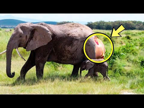 Видео: После родов слониха долго плакала. Люди закричали, увидев кого она родила...