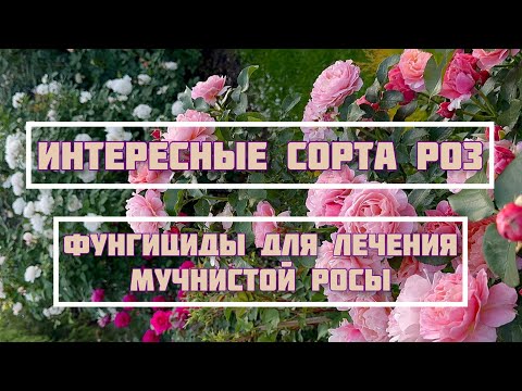 Видео: 2 июля 2025 г.