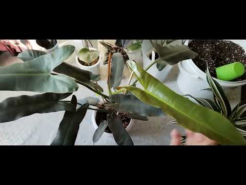 Видео: Пересаживаю красоту. 