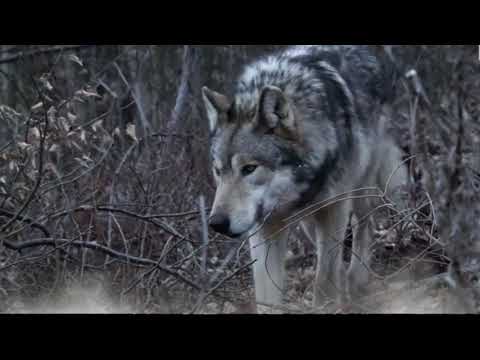 Видео: Любэ - Луна (Волк)