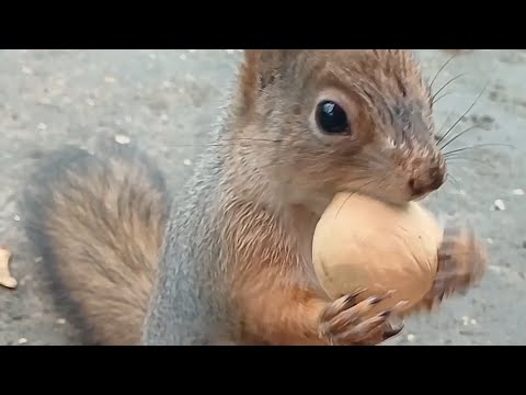 Видео: Раздача Орехов 🤣/ Активно Прячет 😋#squirrel #animals #sunset  #cute #reels #rek #shortvideo #comedy 