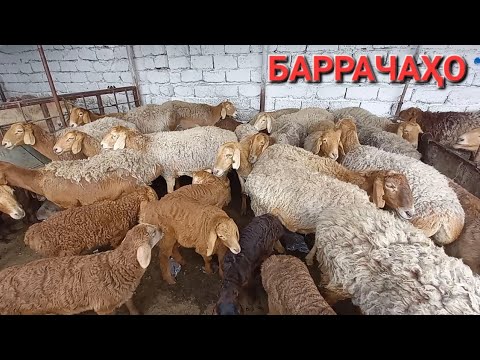 Видео: молбозор худжанд нарху навои гусфандхои авгони ва мастчинский порода дар молбозор