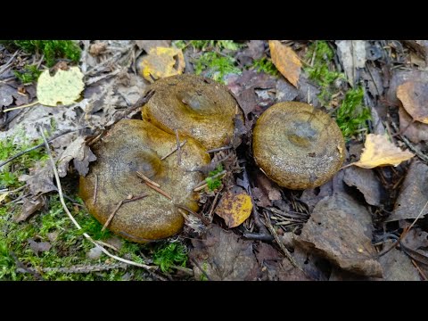 Видео: Чёрный груздь или Чернушка собираем грузди в Подмосковном лесу. #грибы #Чернушки #грузди 