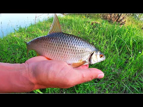 Видео: ВЕЧЕРНИЙ КЛЁВ В ЖАРУ!...