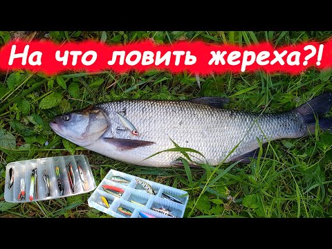 Видео: КАКИЕ приманки Я СТАВЛЮ на жереха! Как я его ловлю на спиннинг  Рыбалка