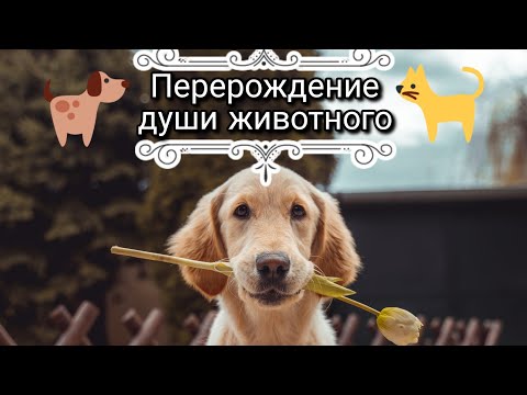 Видео: Реинкарнация души животного. Перерождение души. Домашние питомцы. Смерть и рождение