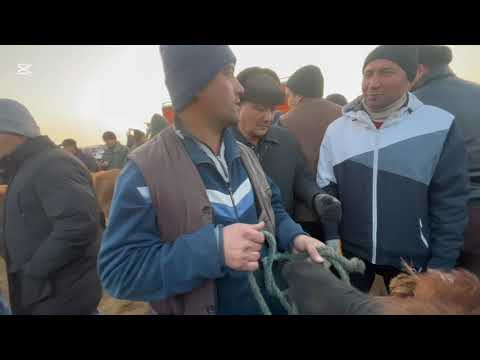 Видео: 19.11.2025👍👍👍ХОРАЗМ ШОВОТ ПИР МОЛ БОЗОРИ ЁШ ХУКИЗЛАР НАРХИ ЯНА АРЗОН БУЛДИ 