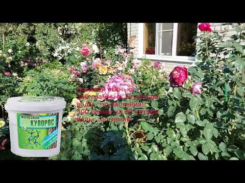 Видео: Срезочные розы - сплошное разочарование