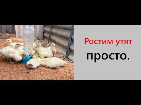 Видео: Как вырастить здоровых утят мускусной утки, тяжёлой линии. без проблем? Индоутка. Шипуны. Наш опыт.