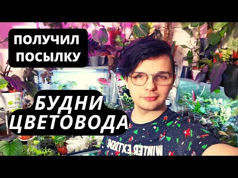 Видео: МОИ БУДНИ, КАК ЖЕ Я УСПЕВАЮ УХАЖИВАТЬ ЗА ОРАНЖЕРЕЕЙ? Кого я кидаю в чс?