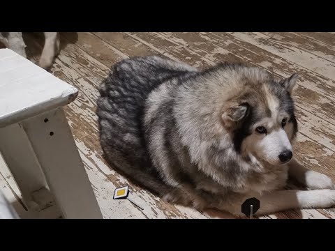 Видео: кормим  10 #хаски
