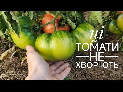 Видео: Знайшли ТОМАТИ, стійкі до фітофтори! Наш сад і ГОРОД в Німеччині
