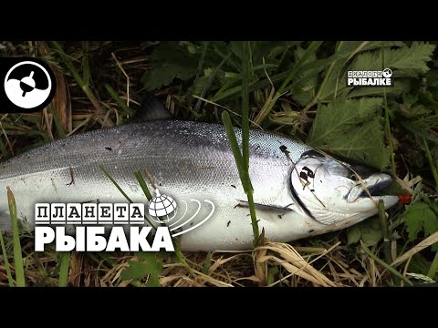 Видео: Рыбалка на Камчатке. Сима, микижа, корюшка | Планета рыбака