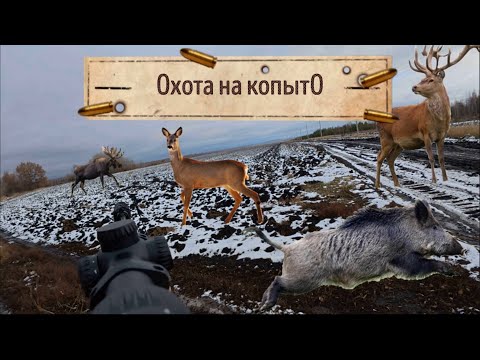 Видео: 2 косули с одного выхода! Загонная охота на копыто в Самарской области!