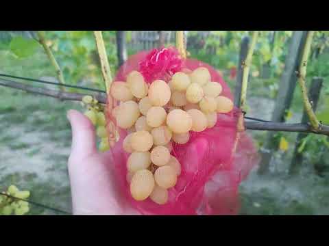 Видео: Беглый обзор виноградника на 31.08.2025г. Беларусь.