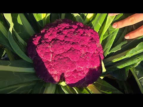 Видео: 30.10. 2025 р. ГРАФИТИ. КАК ВЫРОСТИТЬ КРУПНЫЕ И ЧИСТЫЕ СОЦВЕТИЯ КАПУСТЫ. ЦВЕТНАЯ КАПУСТА. УДОБРЕНИЯ.