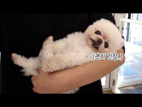 Видео: День очень счастливого щенка! Какой счастливый Понгки!