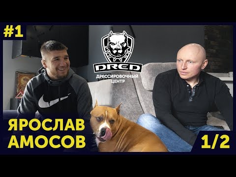 Видео: Собака знаменитости: Ярослав Амосов и его верный друг стафф  Далас Ч.1/2