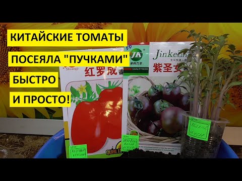 Видео: Пучковой посев томатов - самый простой и быстрый!  Как посеять семена томатов пучковым способом?