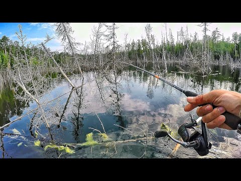 Видео: БЕШЕНЫЙ КЛЁВ В ЗАТОПЛЕННОМ ЛЕСУ! УТОПЛЕННИК НАЙДЕН !!! Рыбалка по-братски ч.4