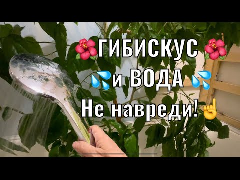 Видео: 🌺ГИБИСКУС! 🌺Как Поливать? Опрыскивание, Душ - Все Тонкости) 🌺