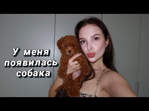 Видео: VLOG: У меня появилась собака | Той-пудель | Реакция родителей | Первое купание