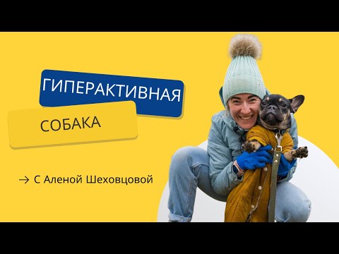 Видео: Если у вас гиперактивная собака.  Что делать с гиперактивной собакой?