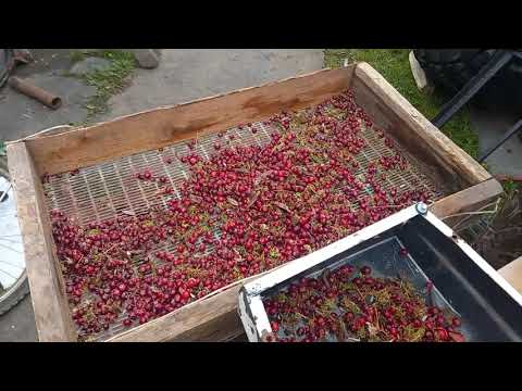 Видео: веялка для ягоды, ореха из подручных материалов