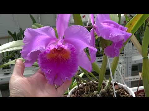 Видео: Coelogyne massangeana, Lc. Gaillormont ,Bulbophyllum phalaenopsis ( Продолжение)