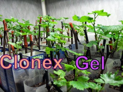 Видео: Виноград . Простейшее  укоренение с Клонекс- гель .Часть 2.