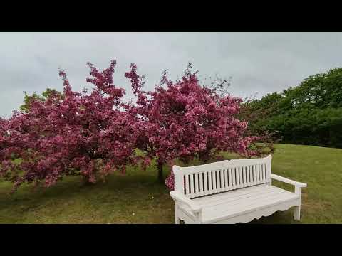 Видео: Парк сирени в Добеле ! Купаемся в аромате цветов . Купили мороженое из соцветий сирени . 30 мая 2022