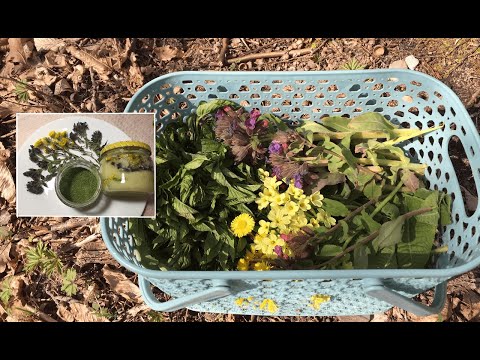 Видео: Обзор ВЕСЕННИХ ДИКОРОСОВ. ЧАСТЬ 2. Лесная специя и цветочный мёд.