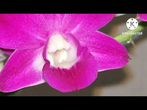 Видео: Летнецветущие дендробиумы и фаленопсисы