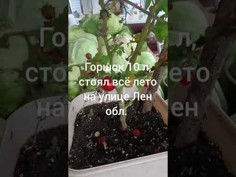 Видео: Томаты круглый год