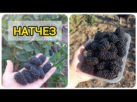 Видео: Ежевика Натчез - ранний сорт с гигантской ягодой