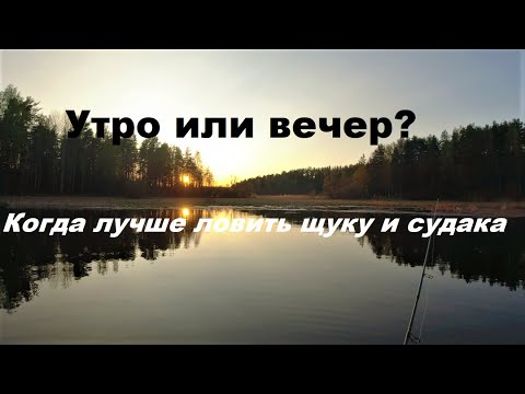 Видео: Утро или вечер? Когда ловить хищника.