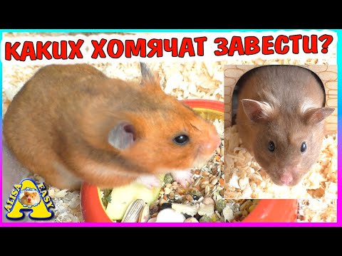 Видео: Какие хомячат завести?  / Сирийские или кемпбелла / Alisa Easy Pets