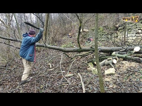 Видео: Заготовка дров.
