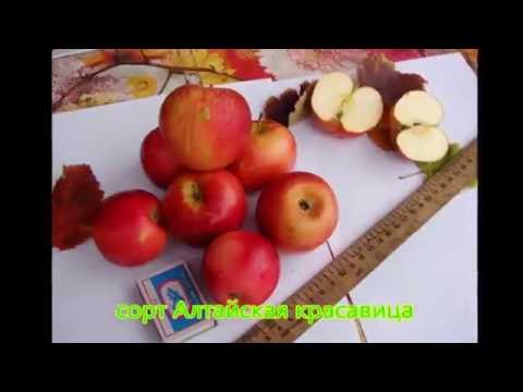 Видео: Яблоня полукультурка