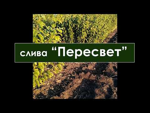 Видео: Слива "Пересвет"